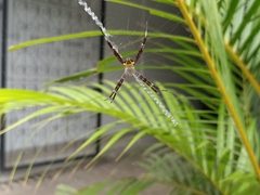 Argiope appensa