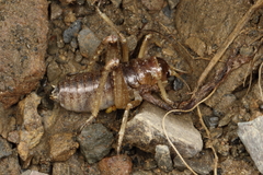 Deinacrida connectens