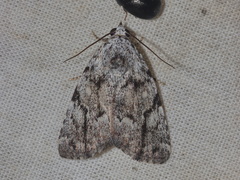 Tycracona obliqua
