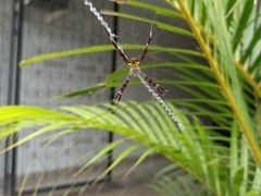 Argiope appensa