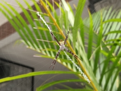 Argiope appensa