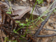 Galium gaudichaudii