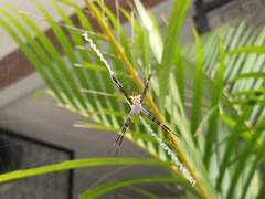 Argiope appensa