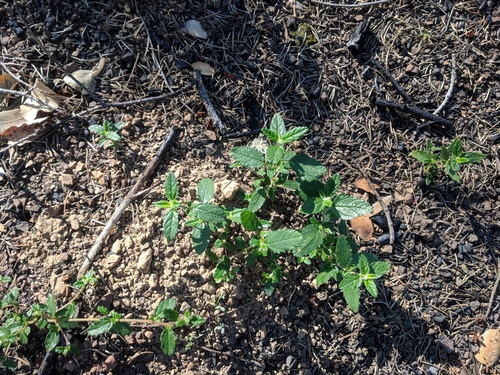 Parry Ceanothus seedling