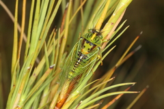 Kikihia horologium