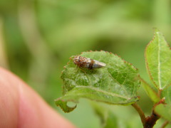 Tremulicerus tremulae
