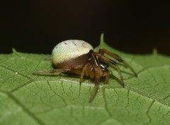 Araneus apricus