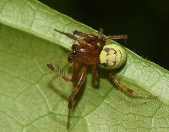 Araneus apricus