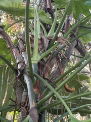 Philodendron lacerum