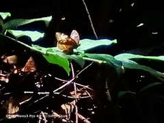 Tanaecia pelea