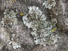 Phaeophyscia orbicularis