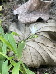 Chlorophytum modestum