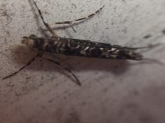 Conopomorpha cyanospila