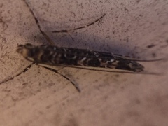 Conopomorpha cyanospila