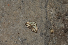 Emprepes pudicalis