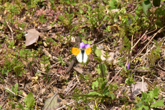 Anthocharis bambusarum