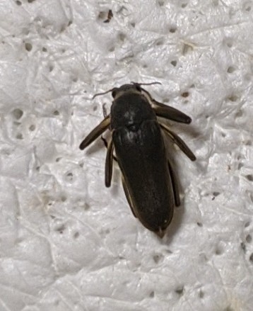 Potamodytes subrotundatus