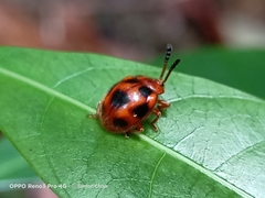 Stenotarsus pardalis