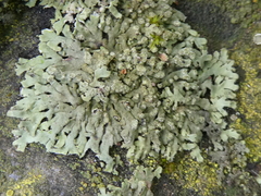 Phaeophyscia orbicularis