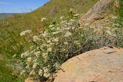 Helichrysum zeyheri