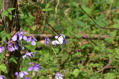 Anthocharis scolymus