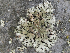 Phaeophyscia orbicularis