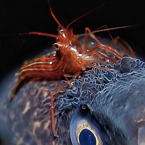Cleaner Shrimp