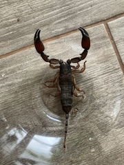 Hadogenes troglodytes