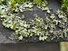 Phaeophyscia orbicularis
