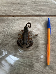 Hadogenes troglodytes