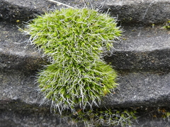 Grimmia pulvinata