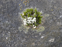 Grimmia pulvinata