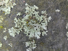 Phaeophyscia orbicularis