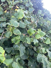 Hibiscus tiliaceus tiliaceus