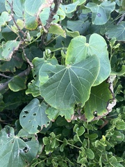 Hibiscus tiliaceus tiliaceus