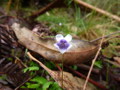 Viola eminens