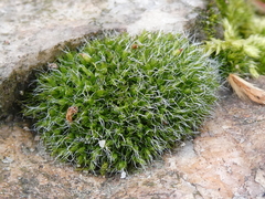 Grimmia pulvinata