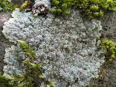 Protoparmeliopsis muralis