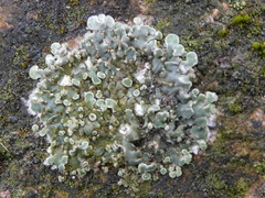 Protoparmeliopsis muralis