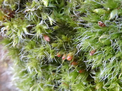 Grimmia pulvinata