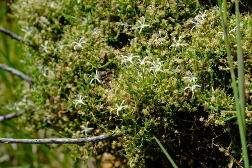 Wahlenbergia denticulata image