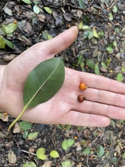 Ficus obliqua