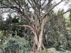 Ficus obliqua