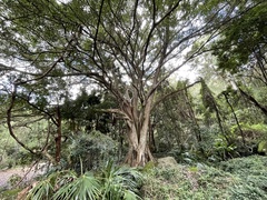 Ficus obliqua