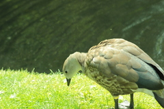 Cyanochen cyanoptera