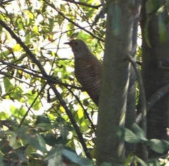 Cuculus canorus