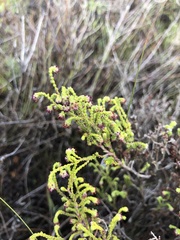 Erica brownii