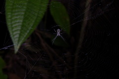 Leucauge argentina