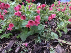 Pulmonaria rubra
