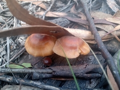 Gymnopilus allantopus